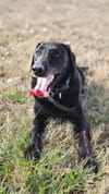 Pottawatomie County Sheriff's Office K9 Elvis Dies After Cancer Battle